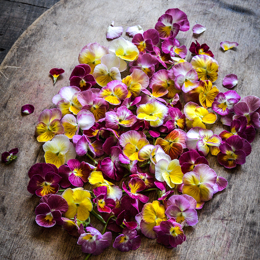 A ll the different colors of pink, yellow and white shades of the Floral Days Morning Dew pansy on a wooden board.