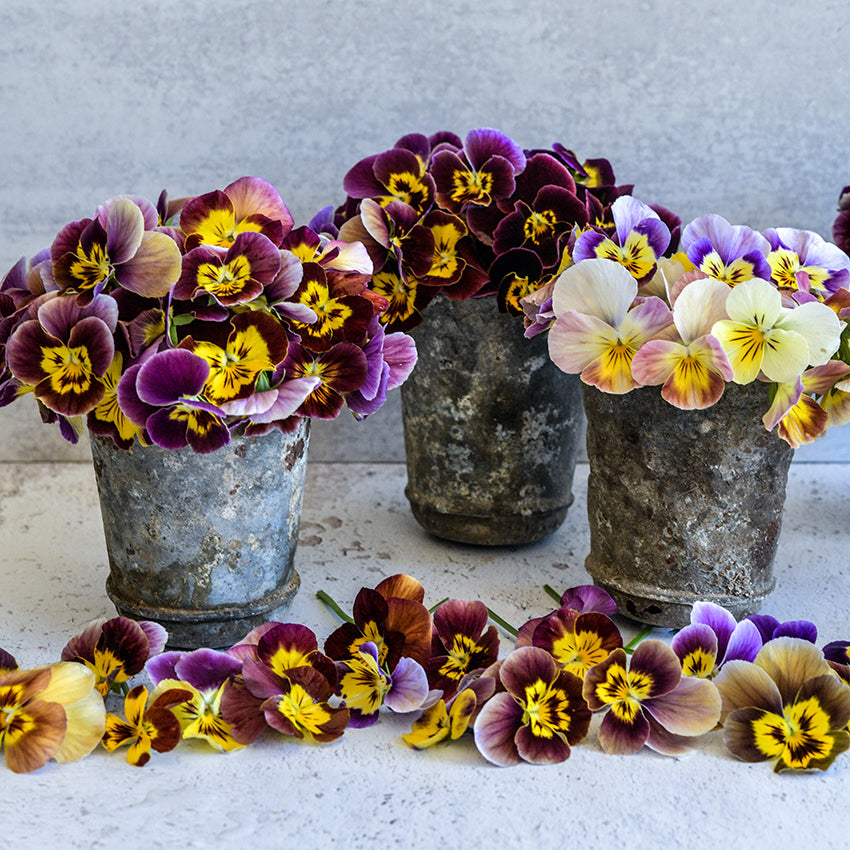 Historic Florist Mixed Pansy Seeds | Baker Creek Heirloom Seeds