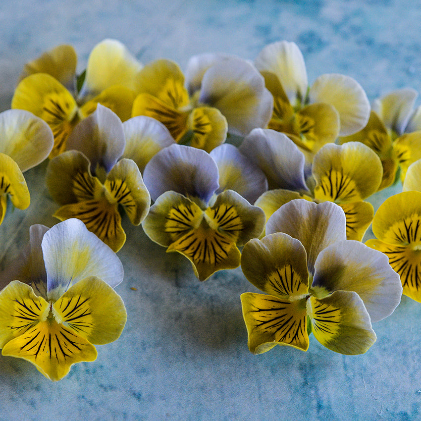 A bunch of Miniola Heart Aqua Violas scattered on bright blue background.