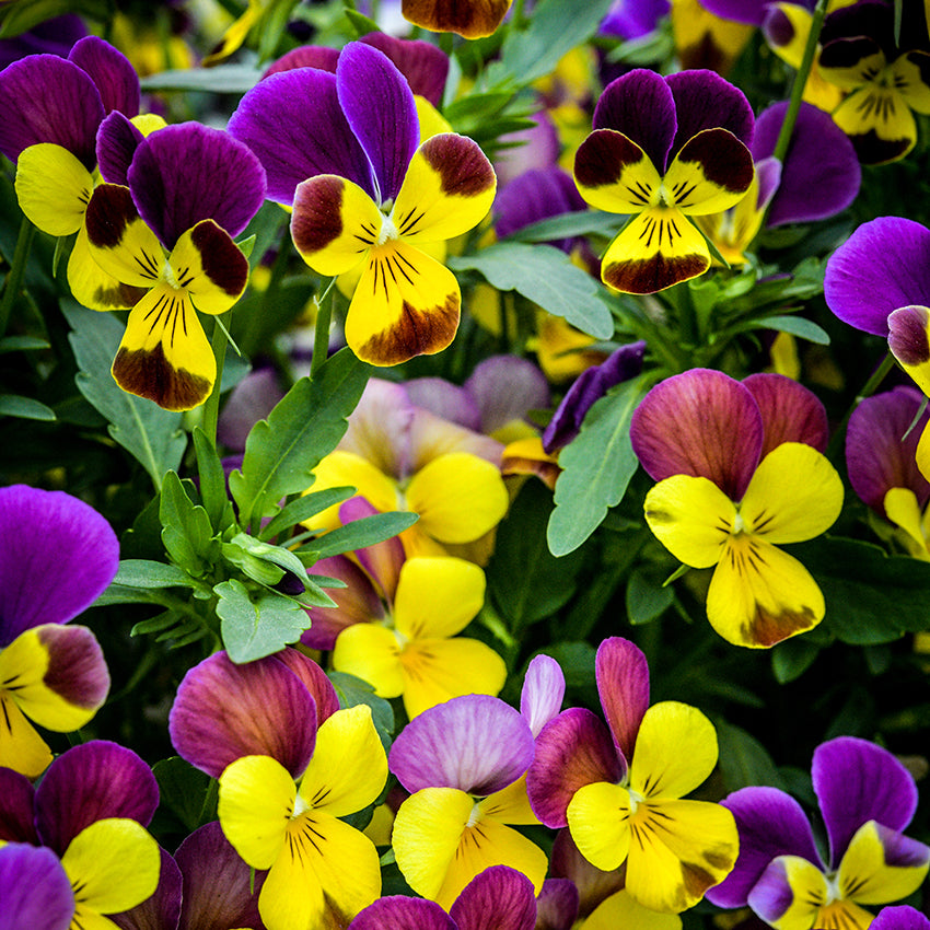 Sweetie Violas growing in garden.
