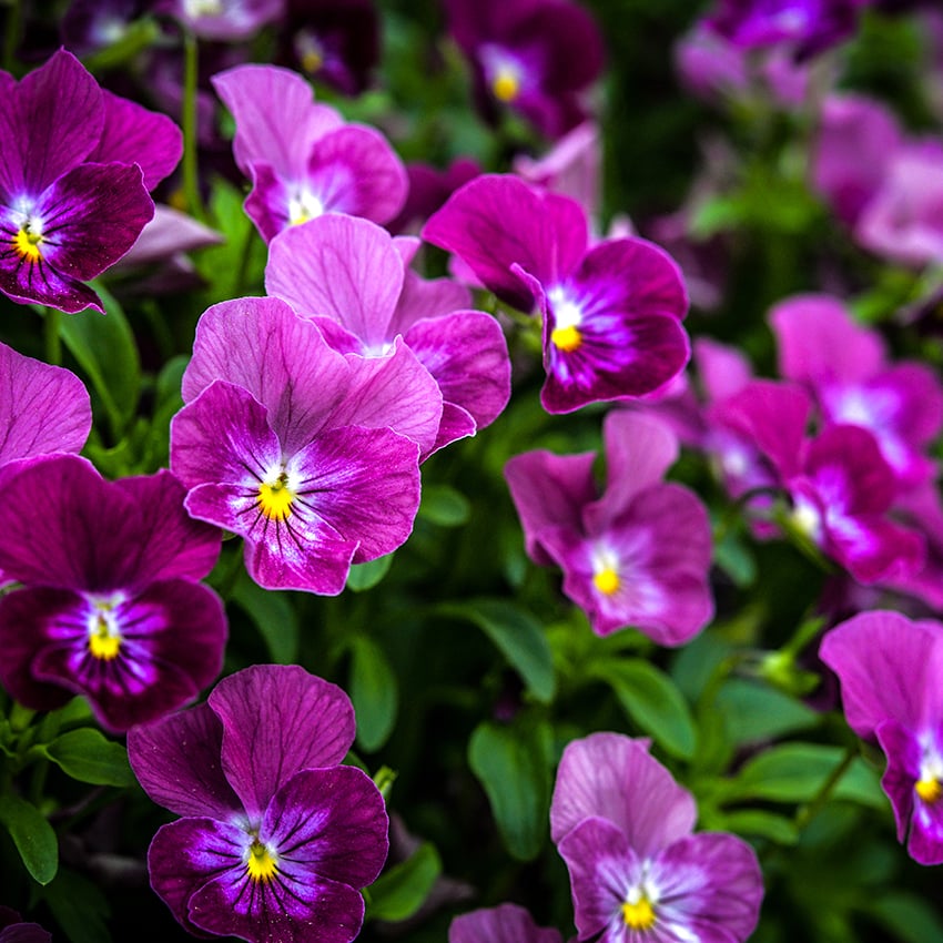 Closeup of Laeta Wine Pansies on vine growing in garden.