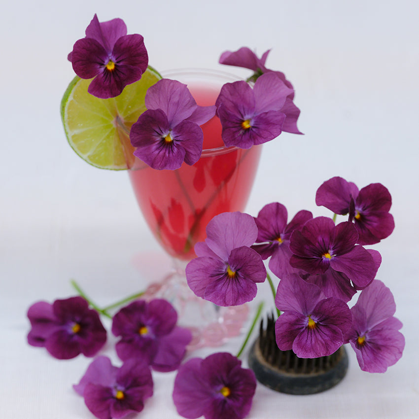 Closeup of Laeta Wine Pansies on black brush with white/grey background and tea glass with lime garnish.