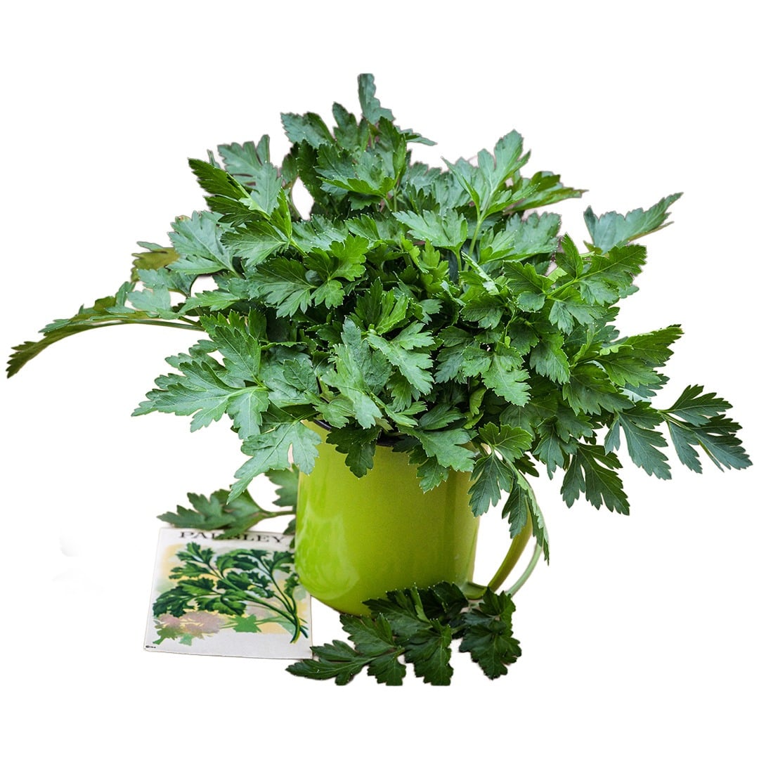 Giant of Italy Parsley on a white background.
