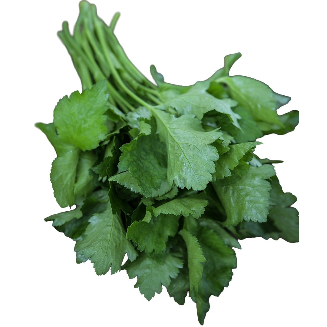 Japanese Mitsuba Parsley on a white background.