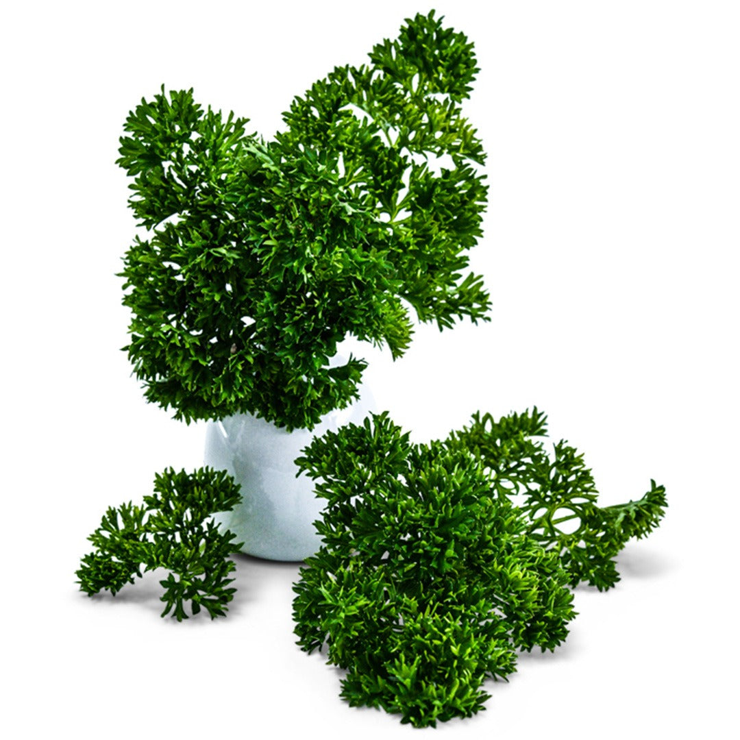 Moss Curled Parsley in a white vase on a white background.