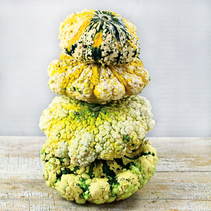 A stack of Patisson Strie Melange Squash on a weathered wooden background.
