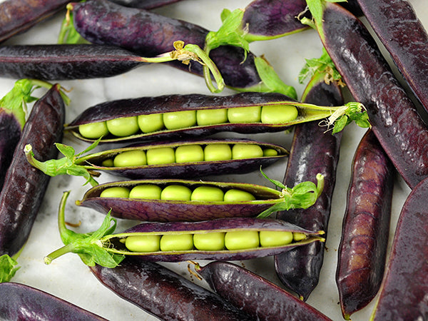 Pea Seeds, King Tut Purple Garden