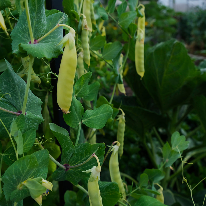 Golden Sweet Snow Pea growing in garden.