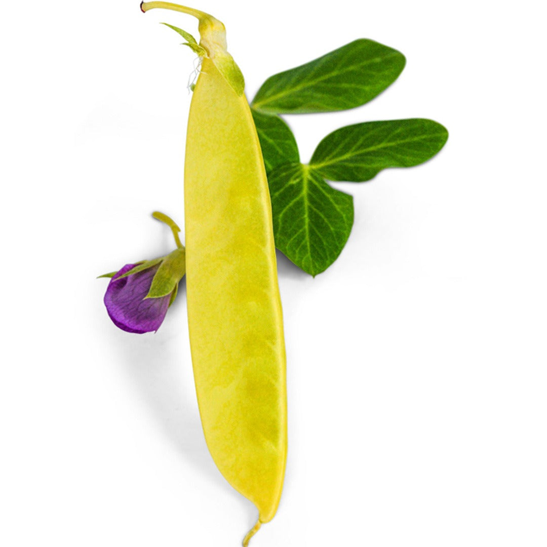 Golden Sweet Snow Pea with foliage on a white background.
