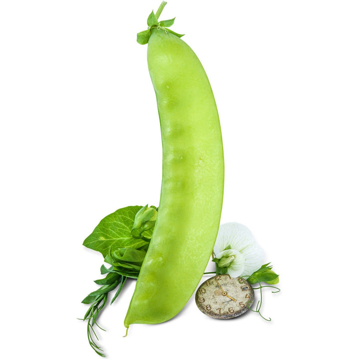 Green Beauty Snow Peas with blooms on a white background.