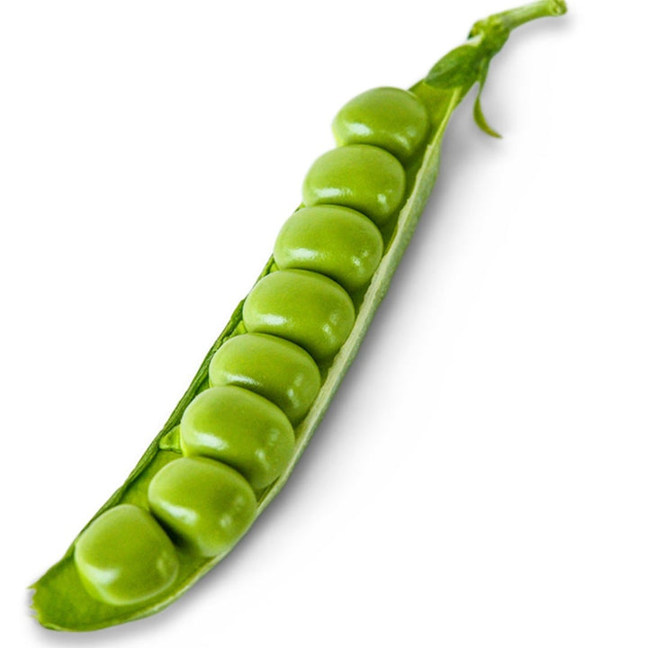 Single Kelvedon Wonder Garden Pea pod on a white background.