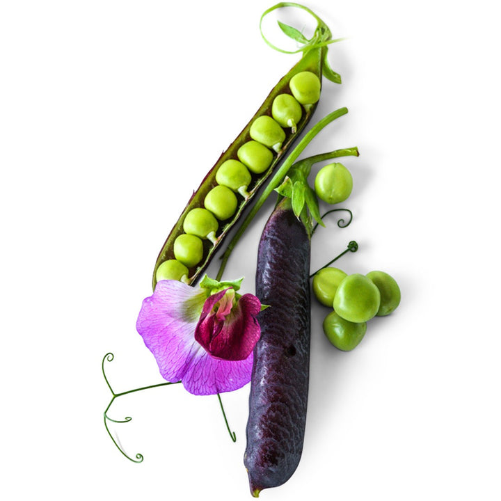King Tut Purple Garden pea pods with blooms on a white background.