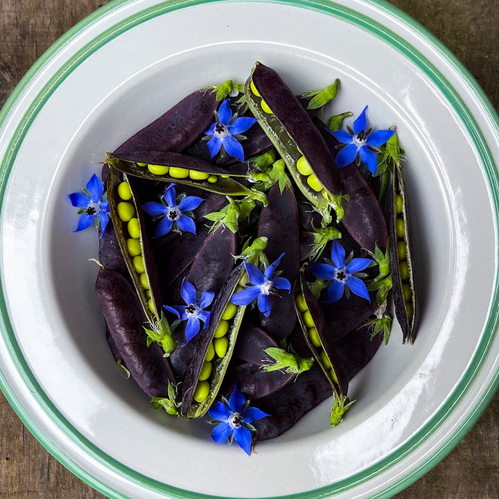 King Tut Purple Pea Pods in white bowl.