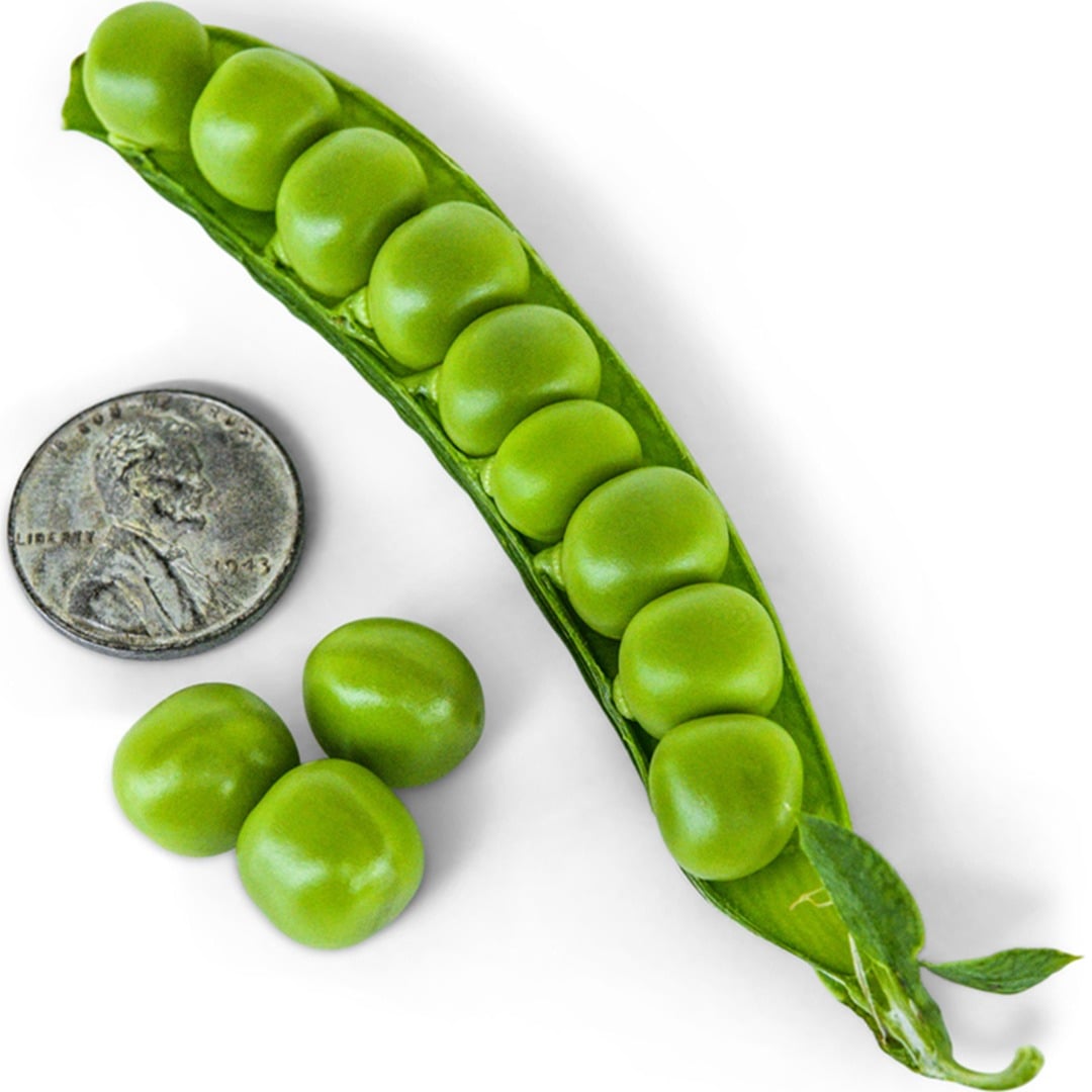 Lincoln Garden Pea pod on a white background with coin to show size.