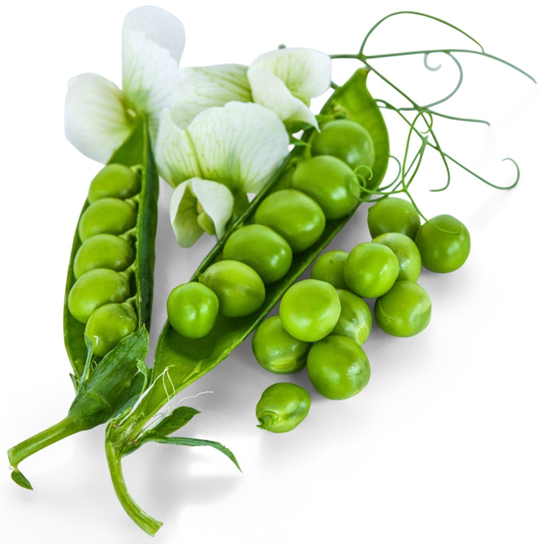 Little Marvel Garden Peas in pods with blooms on a white background.
