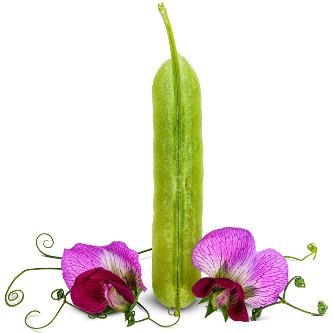 Magnolia Blossom Tendril Pea pod with blooms on a white background.