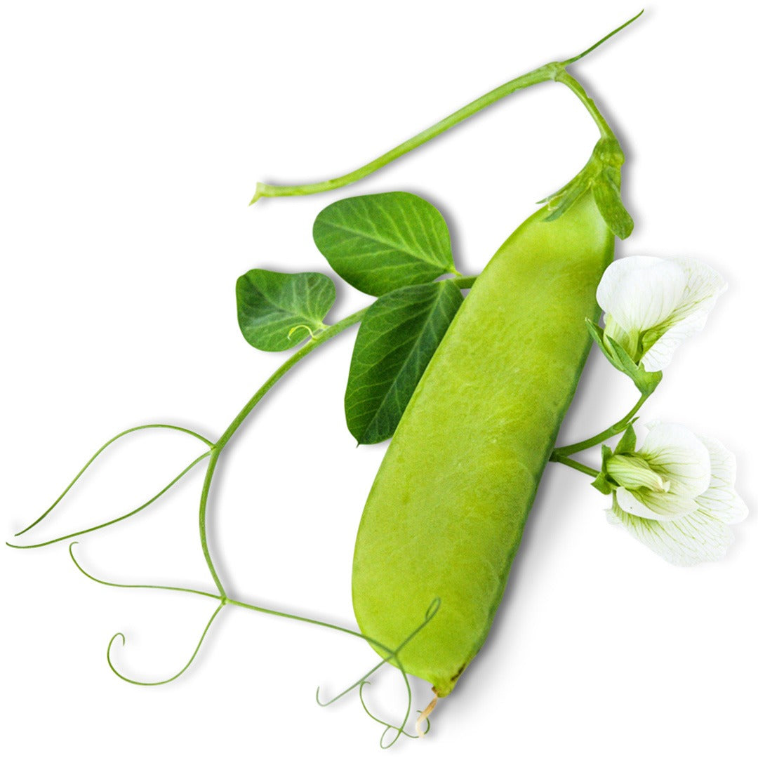 Mammoth Melting Sugar Snow Pea pod with blooms on a white background.