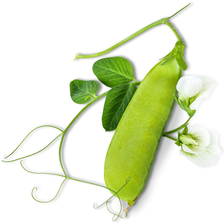 Mammoth Melting Sugar Snow Pea pod with blooms on a white background.