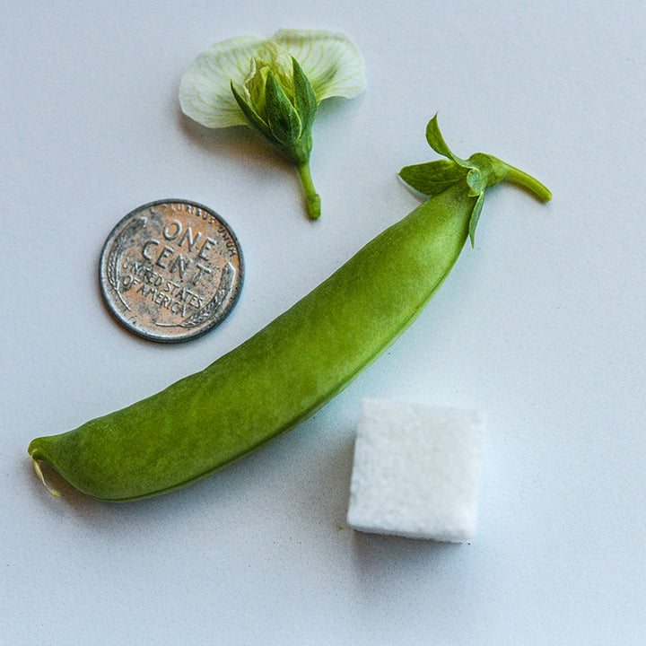 Sugar Bon Snap pea with blossom, coin and sugar cube.