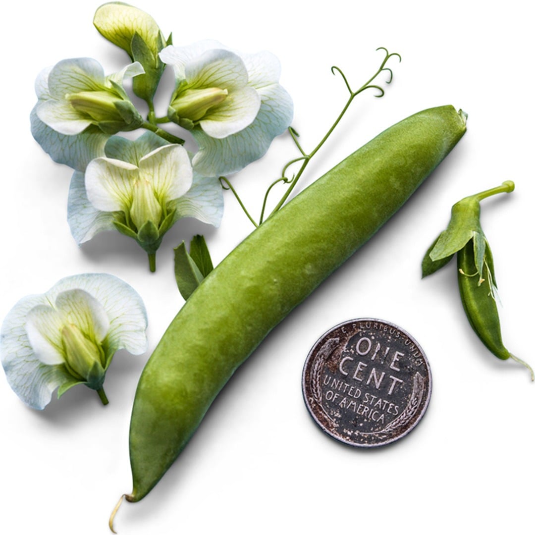 Sugar Daddy Snap Pea pod with blooms and coin to show size on a white background.