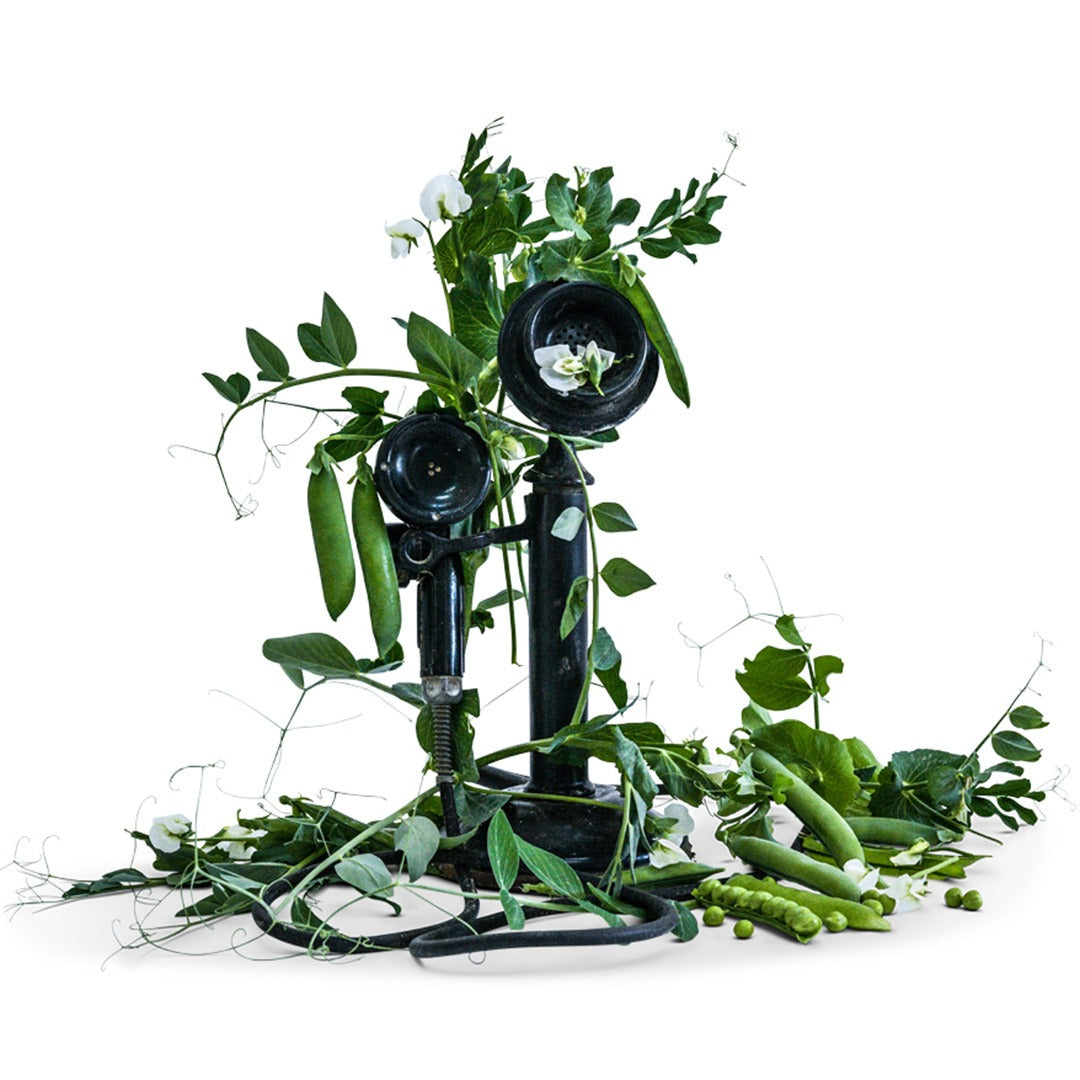Tall Telephone Garden pea pods with vintage telephone on a white background.