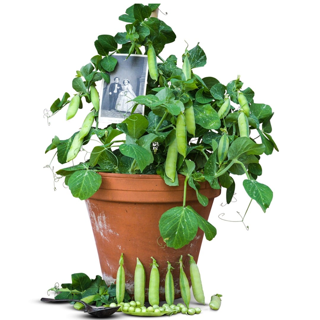 Tom Thumb Garden pea pods in a terracotta pot on a white background.
