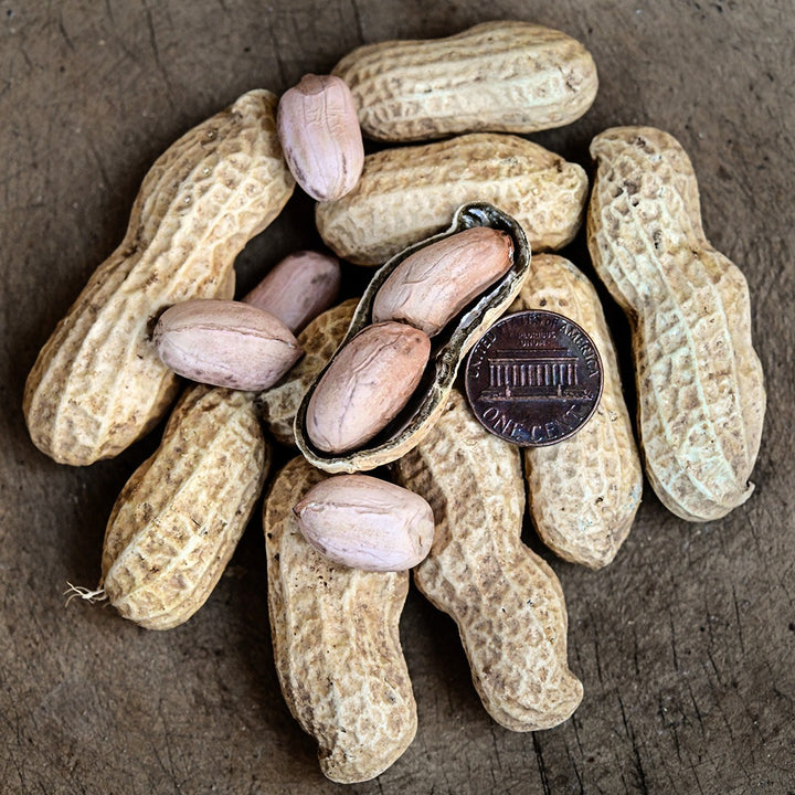 Rabat Market Peanuts with a penny to show size on a wood background.