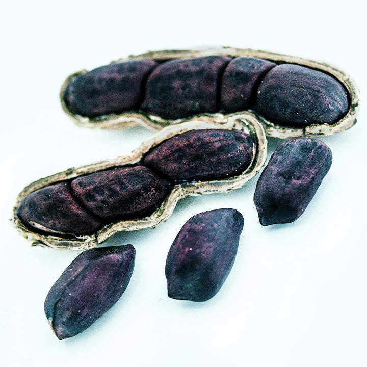 A couple of Schronce's Black Peanuts loose and in the shell on a white background.