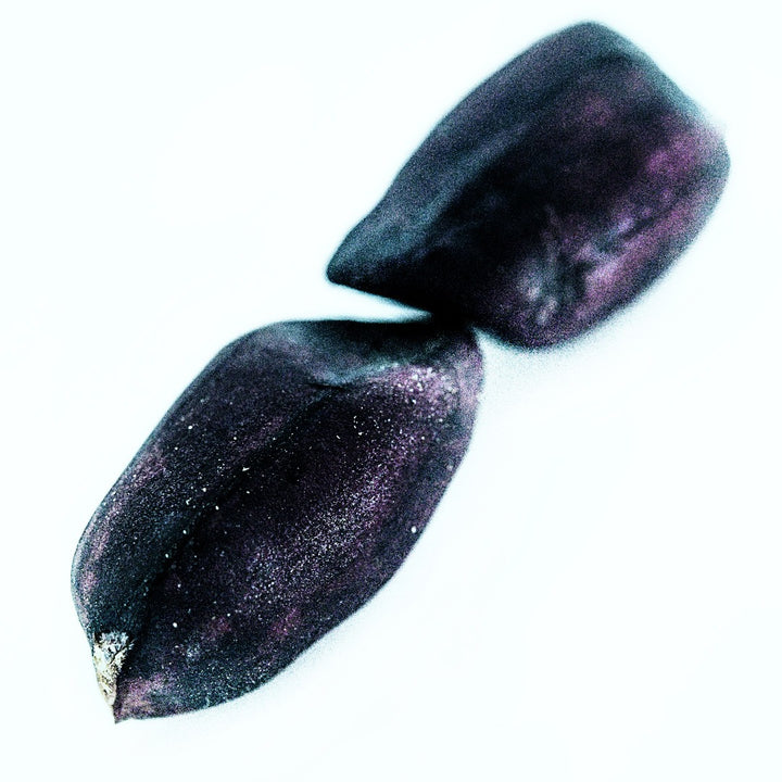A duo of Schronce's Black Peanuts on bright white background.