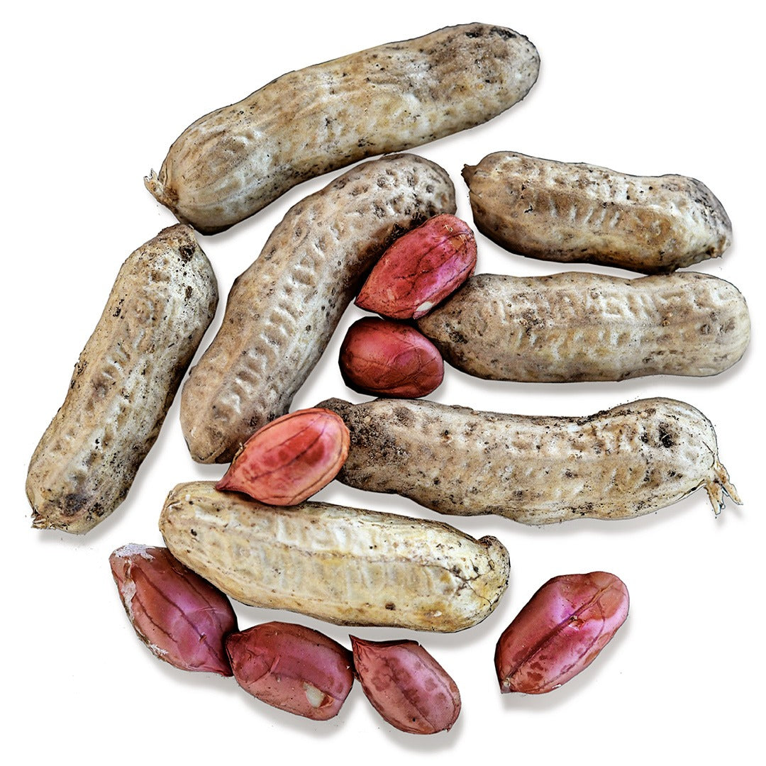 Tennessee Red Peanuts arranged on a white background.
