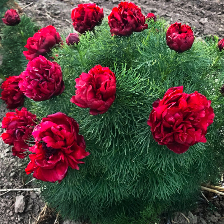 A fern Leaf Peony plant growing in a field.