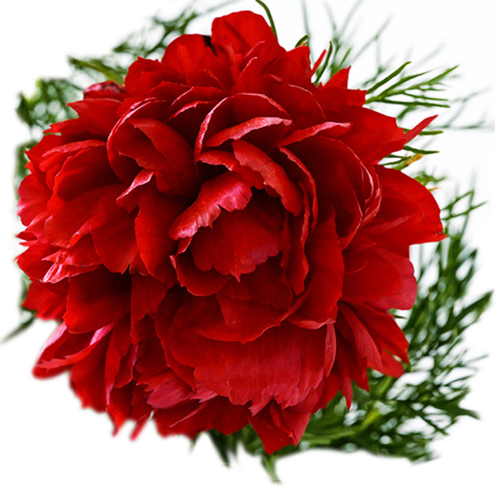 A single Fern Leaf double petaled Peony bloom on a white background.