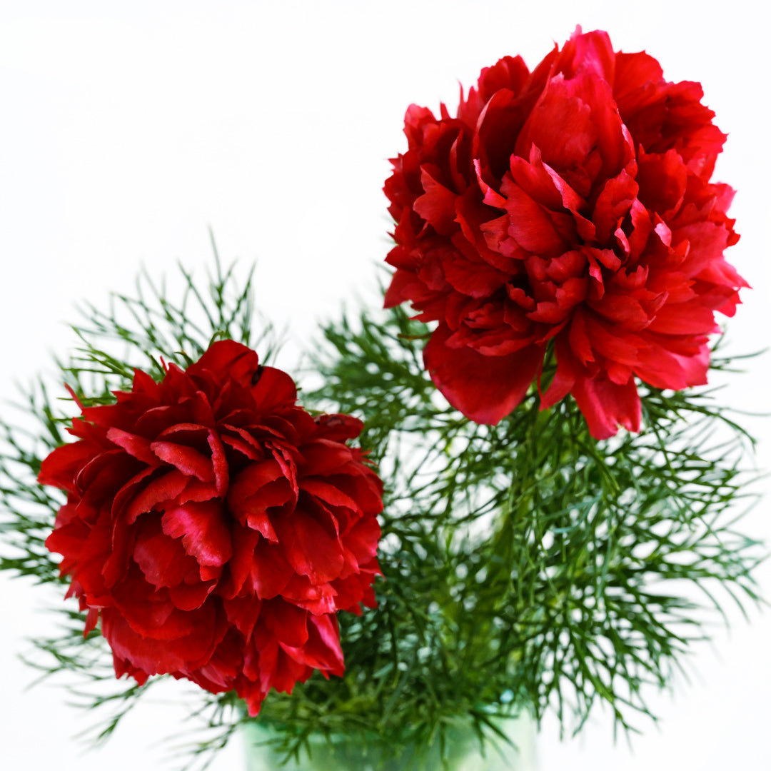 A close-up of a pair of Fern Leaf Peony blooms against a white background.