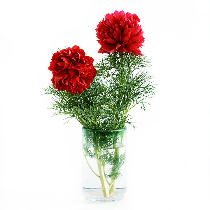 A couple of Fern Leaf Peonies in a glass vase on a white background.