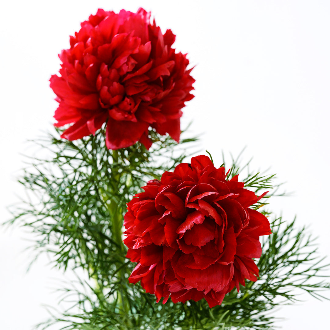 Two Fern Leaf Peonies with foliage against a bright white background.