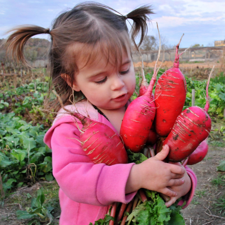 A little girl holds an armful of China Rose Radishes on the farm at Baker Creek.