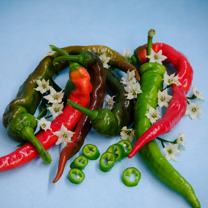 Brownish-green, red, and green Jimmy Nardello Italian Peppers with some flowers and pepper rings on a light blue background.