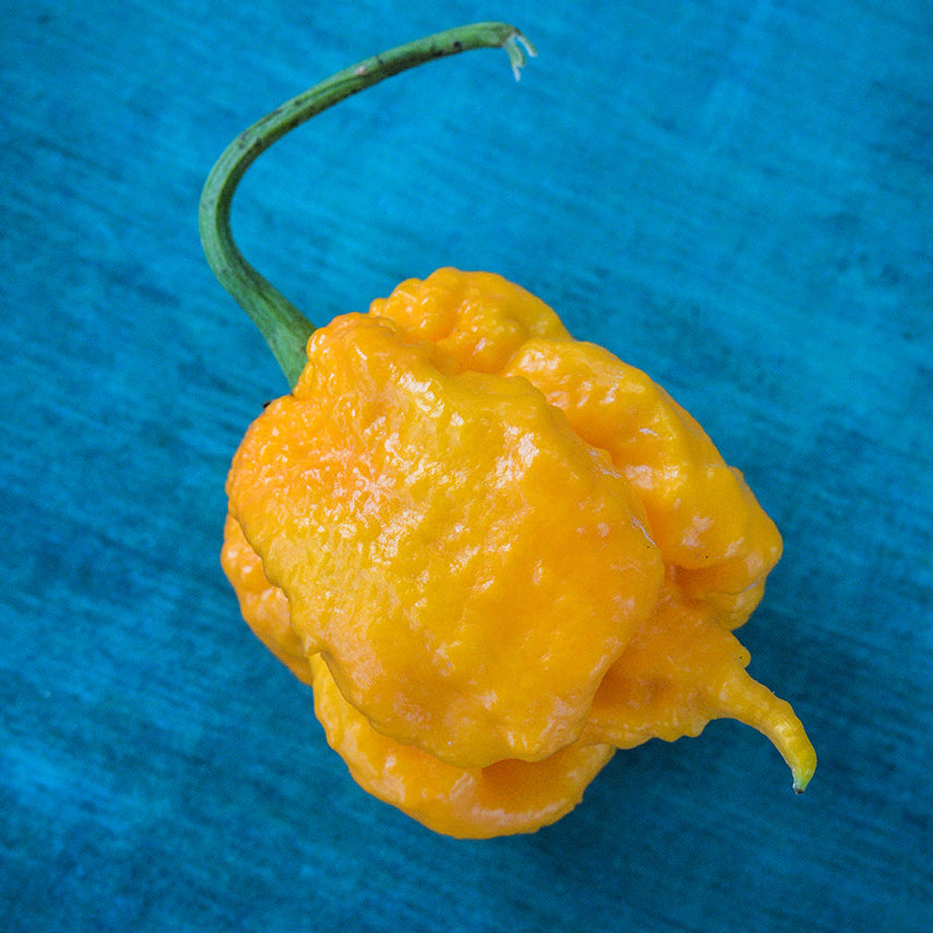 On a field, turquoise, the Yellow Seven Pot Hot Pepper sits.