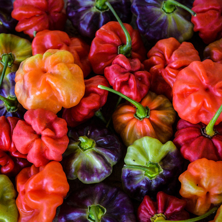 Close-up of Aji Cachucha Peppers on wood background.