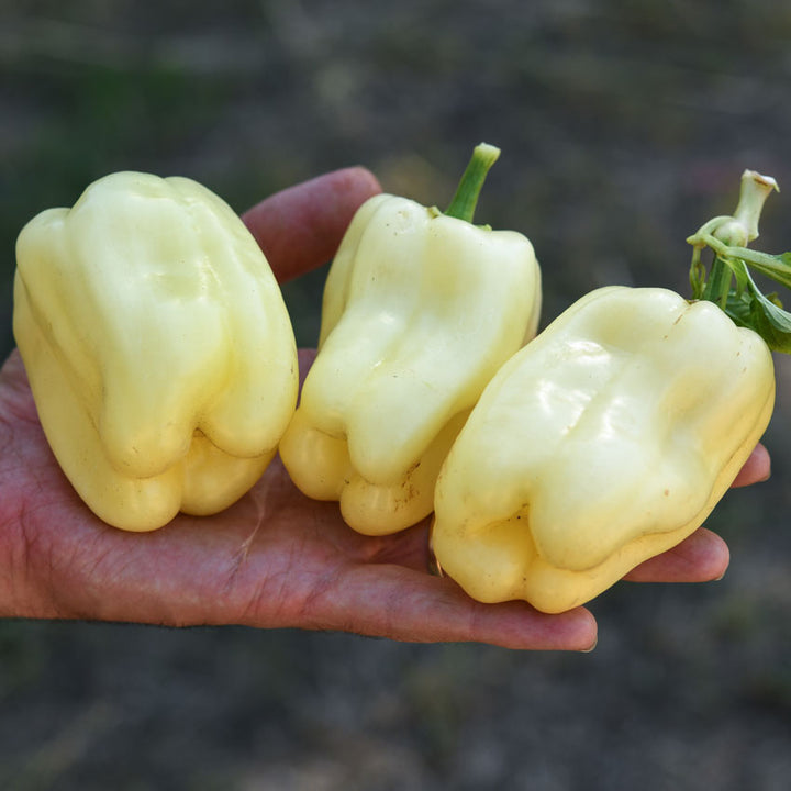 Three Albino Bull Nose Sweet Pepper in the hand of a gardener.