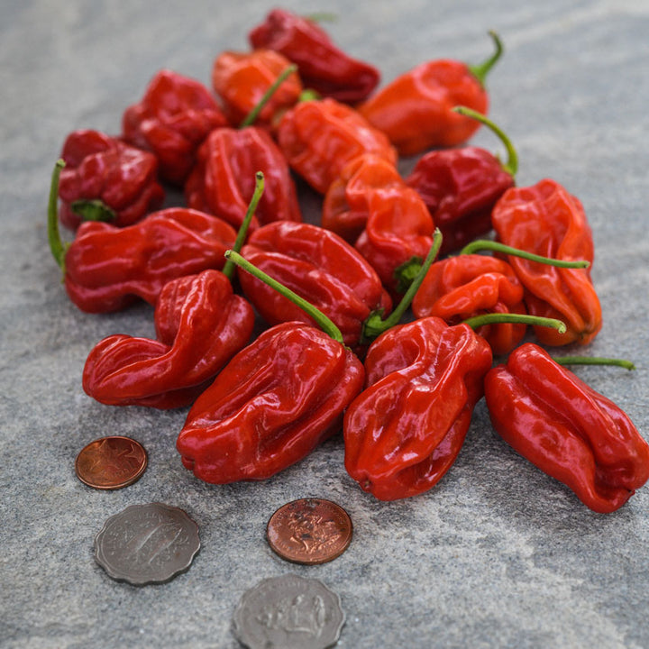 Red color Arroz Con Pollo Sweet Peppers next to a few coins on a concrete background.