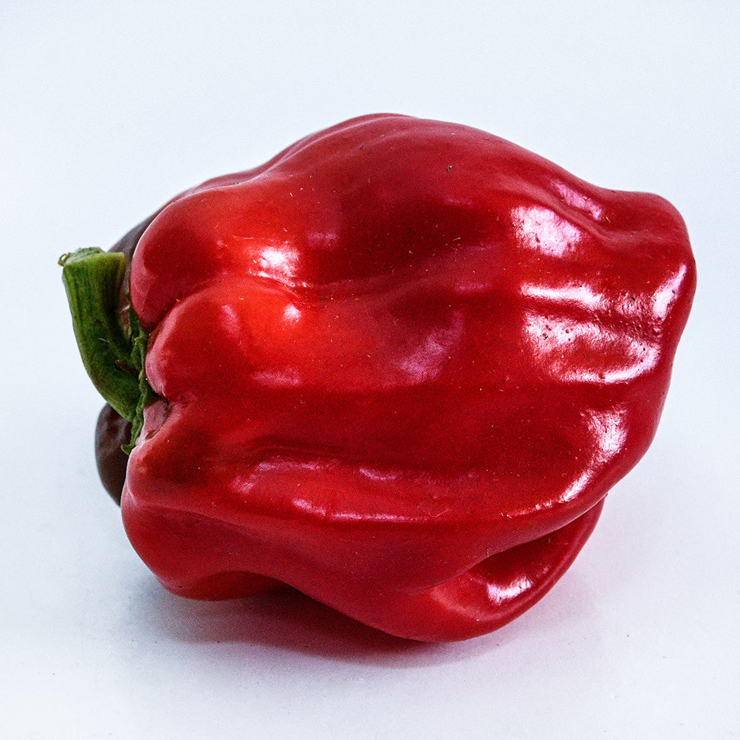A single Botan Kosho Chili Pepper laying on its side on a white background.