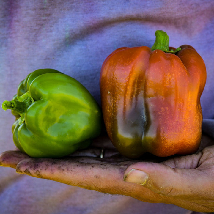 California Wonder Sweet Pepper, one green and one reddish-green in the hand of a gardener.