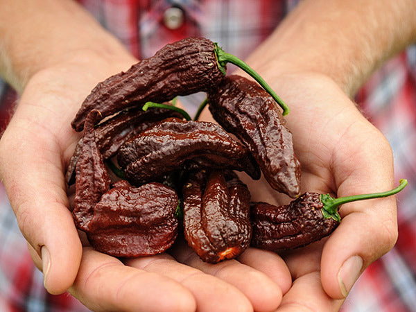 Hot Pepper Seeds, Chocolate Bhut Jolokia