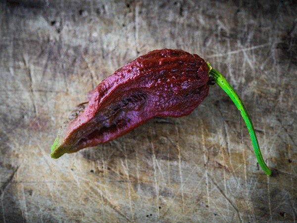 One Chocolate Bhut Jolokia Pepper on wood background