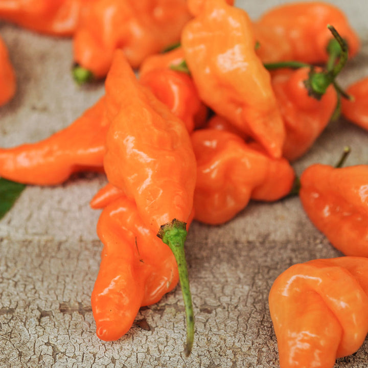 A pile of orange Habanada Sweet Peppers on a wooden background.