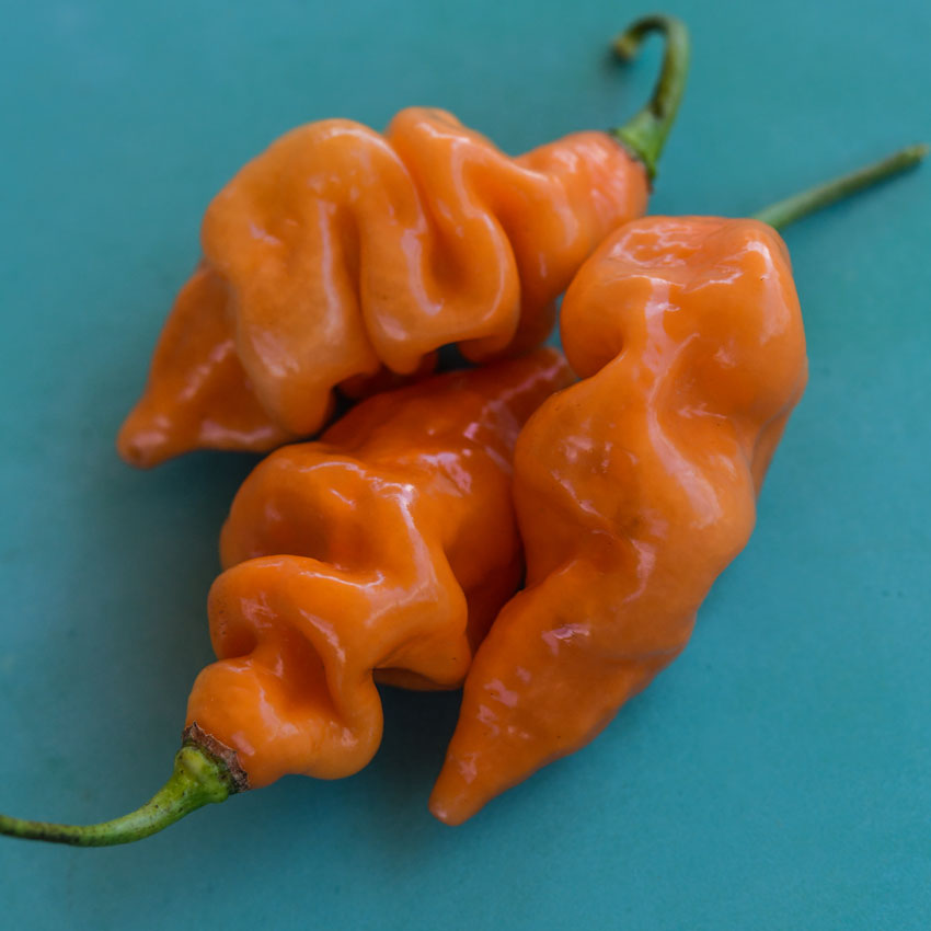 Close-up of three orange Habanada Sweet Peppers on a blue background.