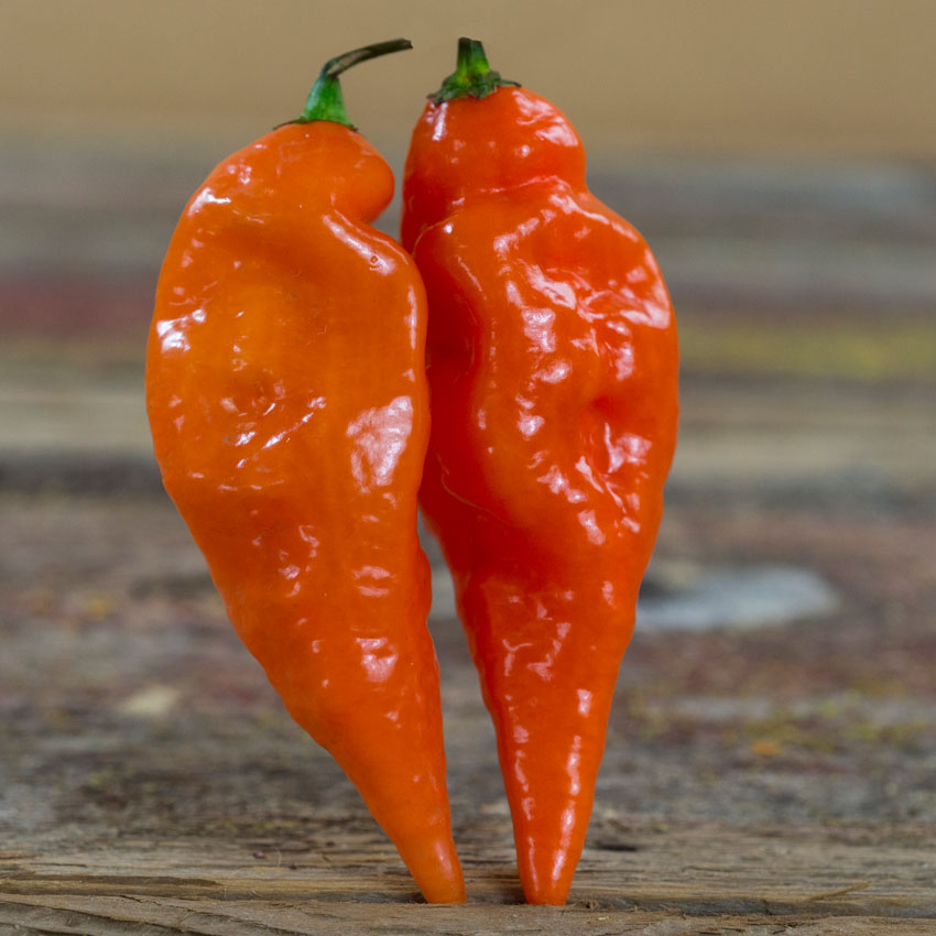 Close-up of two orange Habanada Sweet Peppers standing up straight because their tips are between two wooded boards.