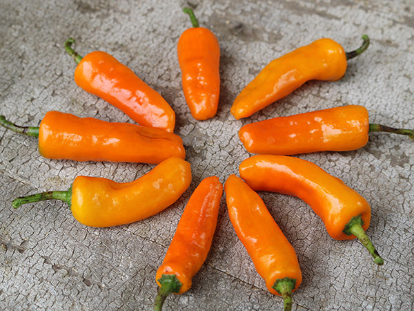 Hot Pepper Seeds, Datil