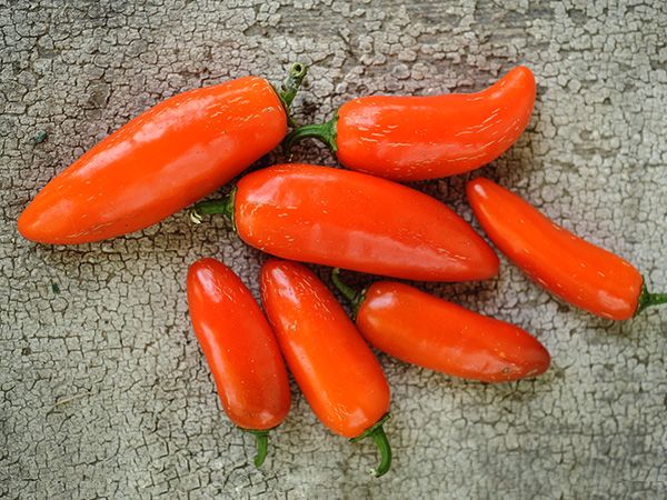 Hot Pepper Seeds, Jalapeño Orange Spice